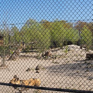 African wild dog exhibit, 2025-04-12