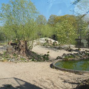 African wild dog exhibit, 2025-04-12