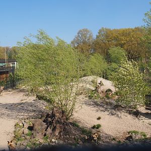 African wild dog exhibit, 2025-04-12