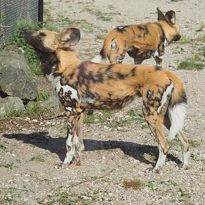 African wild dog (Lycaon pictus), 2025-04-12