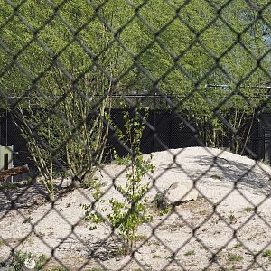 African wild dog holding, 2025-04-12