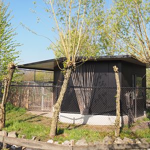 Chinese dhole holding, 2025-04-12