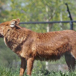 Chinese dhole (Cuon alpinus lepturus), 2025-04-12