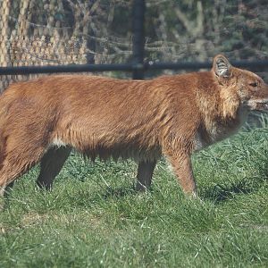 Chinese dhole (Cuon alpinus lepturus), 2025-04-12