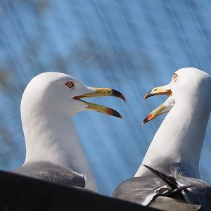 Black-tailed gulls (Larus crassirostris), 2025-04-12