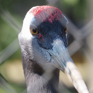 Red-crowned crane (Grus japonensis), 2025-04-12