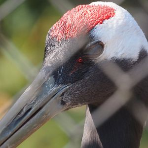 Red-crowned crane (Grus japonensis), 2025-04-12