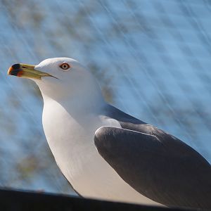 Black-tailed gull (Larus crassirostris), 2025-04-12