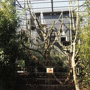 Binturong exhibit, 2025-04-12