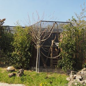 Binturong exhibit, 2025-04-12