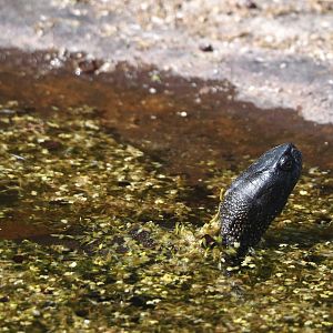European pond turtle (Emys orbicularis), 2025-04-12