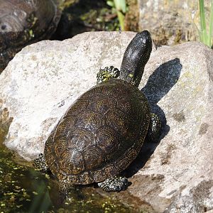 European pond turtle (Emys orbicularis), 2025-04-12