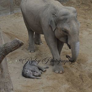 Zaiya The Newest Member Of Blackpools Elephant Herd