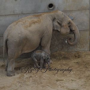 Zaiya And Mother Tara Blackpool Zoo