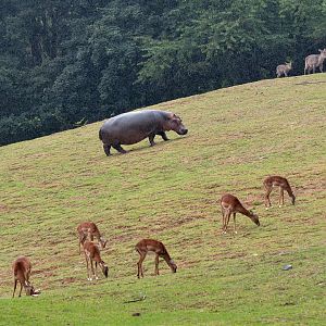 Hippo & impalas & waterbucks