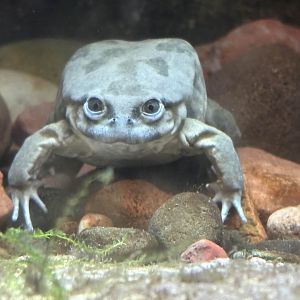 Lake Titicaca Frog - Brookfield Zoo, 9/6/2025