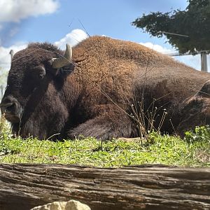 American Bison - Brookfield Zoo, 9/6/2025