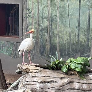 White Ibis - Brookfield Zoo, 9/6/2025