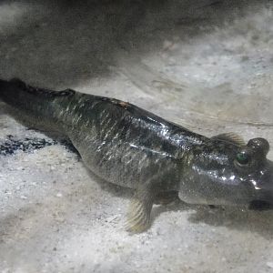 Barred Mudskipper (Periophthalmus modestus) - Itabashi Botanical Garden September 27, 2025
