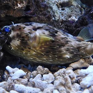 Long-spine Porcupinefish (Diodon holocanthus) - Itabashi Botanical Garden September 27, 2025