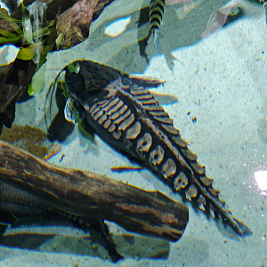 Giant Raphael Catfish (Megalodoras uranoscopus)