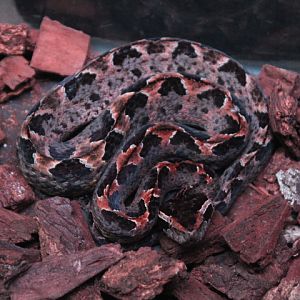 Malayan pit viper (Calloselasma rhodostoma rhodostoma)