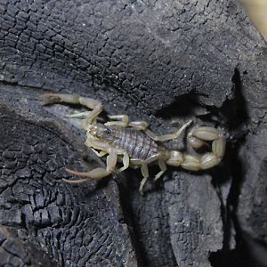 Alligatorbark scorpion (Hottentotta hottentotta)