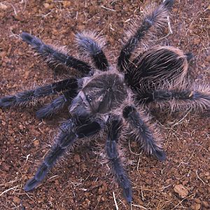 Curlyhair tarantula (Tliltocatl albopilosus)