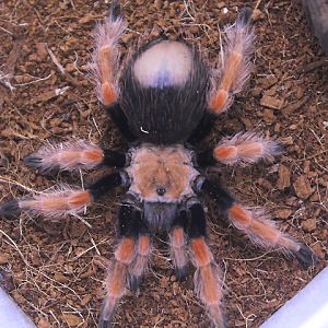 Mexican fireleg (Brachypelma boehmei)