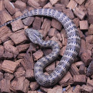 Smooth-scaled death adder (Acanthophis laevis)