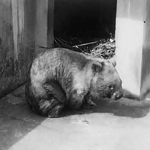 1935 Native Animals Footage at the Zoo