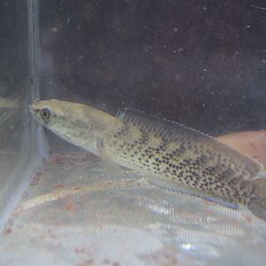 Assamese snakehead (Channa stewartii)