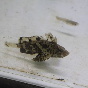 Leaf goblinfish (Neovespicula depressifrons)