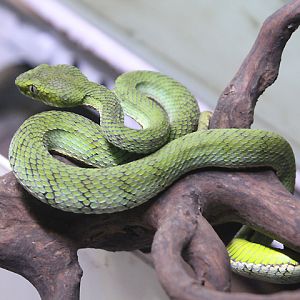 Sumatran pit viper (Trimeresurus sumatranus)