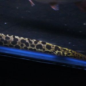 Freshwater moray (Gymnothorax polyuranodon)