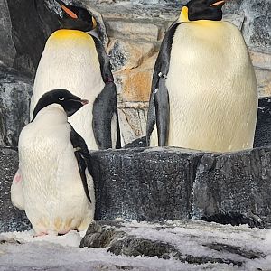 Sept. 2025- King, Emperor, & Adelie Penguins