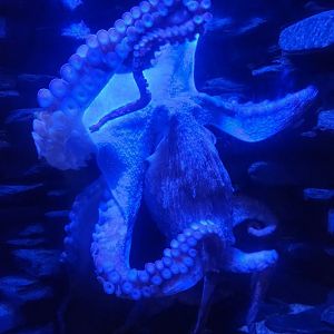 Sept. 2025- Giant Pacific Octopus