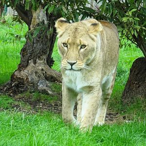 African Lioness Hira (?) 27 September 2025