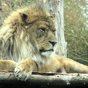 African Lion Khari 27 September 2025
