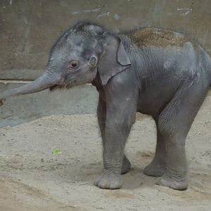 Asian elephant calf Zaiya 27 September 2025