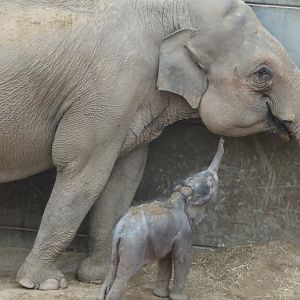 Asian elephant calf Zaiya with mum Tara 27 September 2025