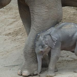 Asian elephant calf Zaiya with mum Tara 27 September 2025