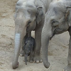 Asian elephant calf Zaiya with mum Tara and Noorjahan 27 September 2025