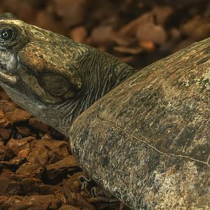 South American river turtle : Crocodiles of the World : 26 Sep 2025