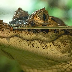 Broad-snouted caiman : Crocodiles of the World : 26 Sep 2025