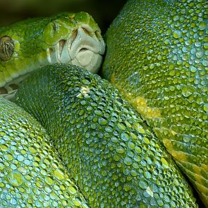 Green tree python : Crocodiles of the World : 26 Sep 2025