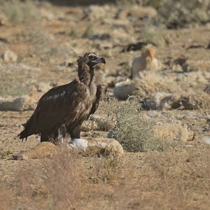 Black vulture Aegypius monachus