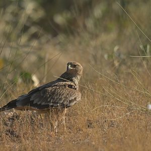 Eastern Imperial Eagle Aquila heliaca