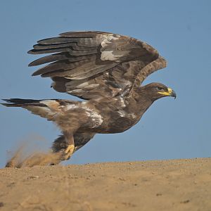 Steppe eagle Aquila nipalensis