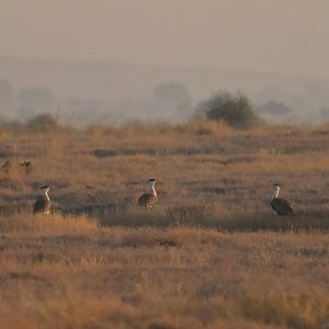 Great Indian Bustard Ardeotis nigriceps